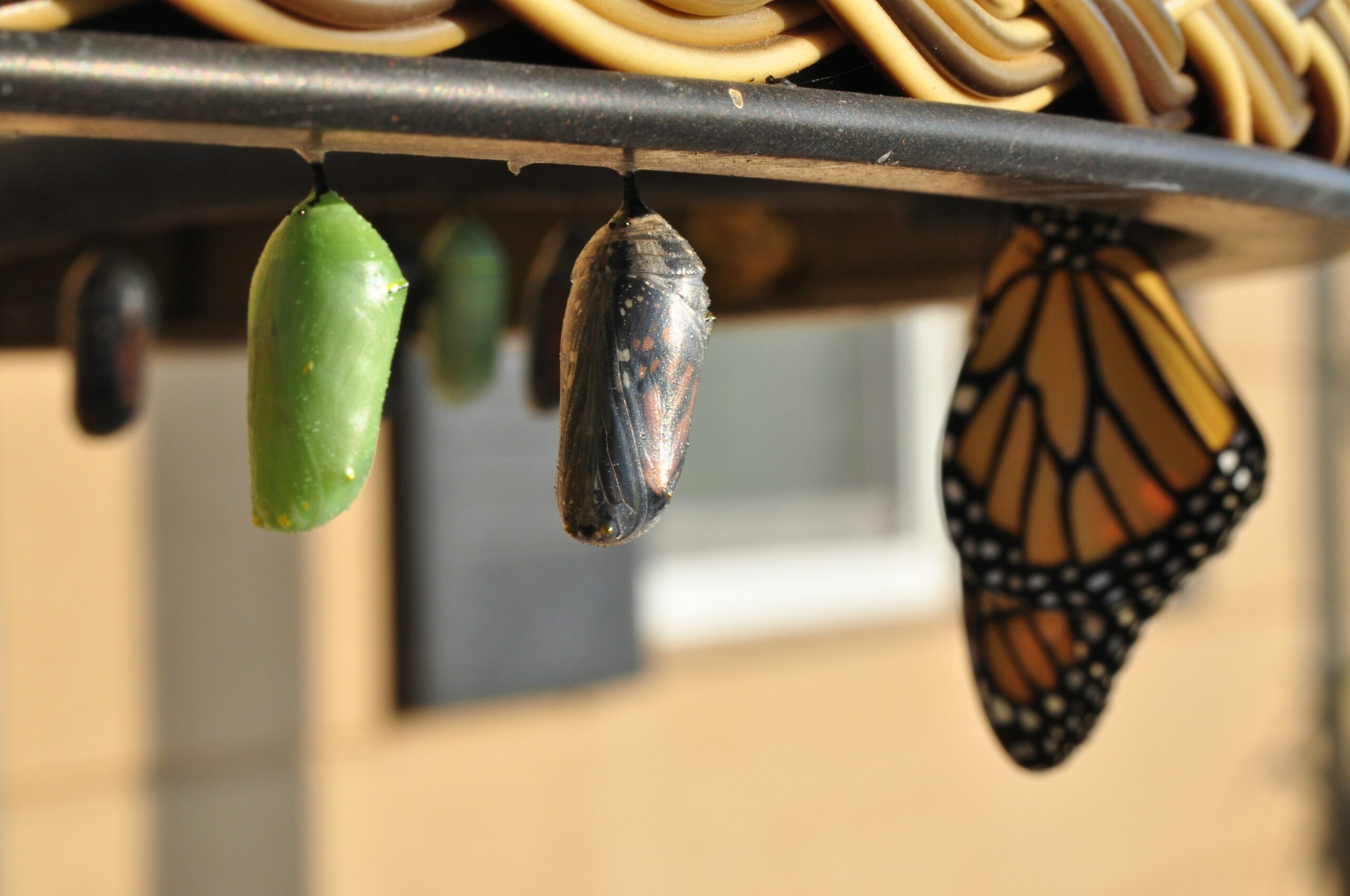 A monarch butterfly preparing to transform into a chrysalis, undergoing a remarkable metamorphosis.